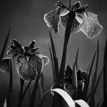 Artwork thumbnail, Dramatic Iris by Tracy Engle