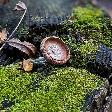Artwork thumbnail, Early Autumn by Tracy Engle