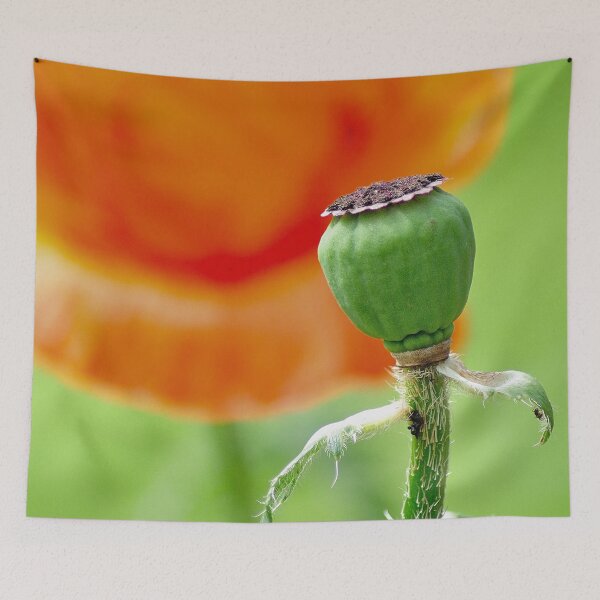 Item preview, Poppy Seed Pod No Petals designed and sold by DesignMore21.