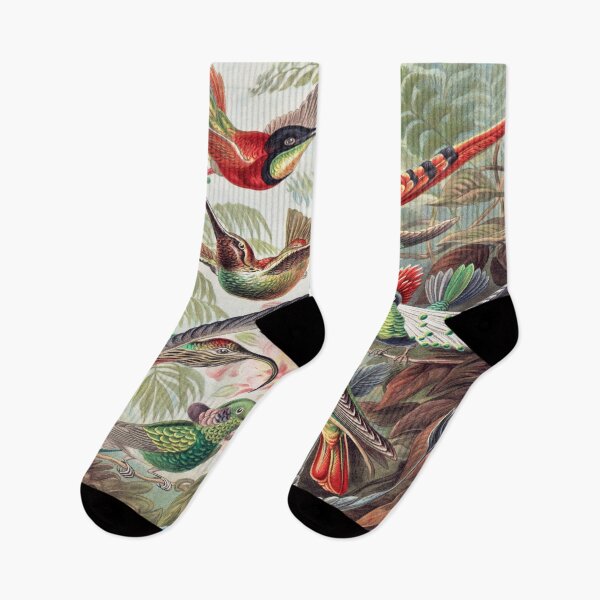 Item preview, Trochilidae-Kolibris From Kunstformen Der Natur (1904) By Ernst Haeckel designed and sold by SidhuKeet1.