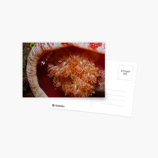 Spanish Dancer Postcard