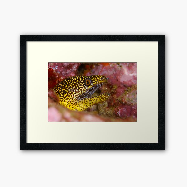 Abbott's moray eel Framed Art Print