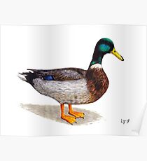 Duck Poster