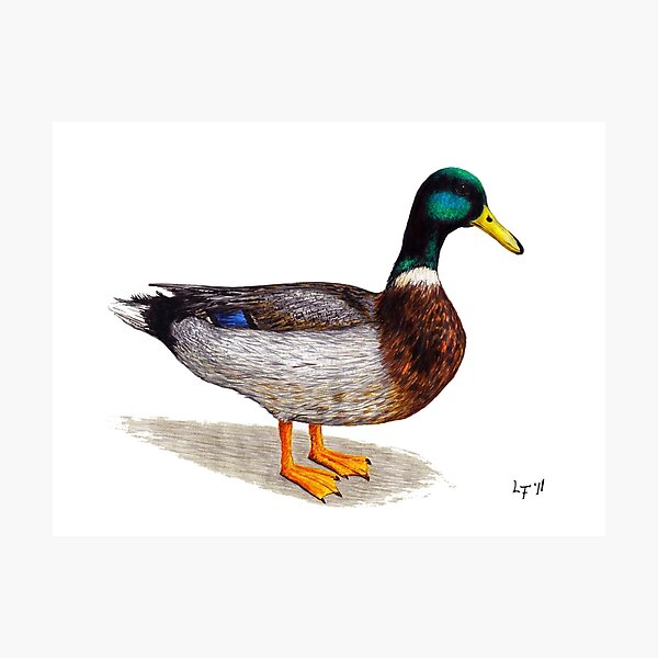 Ente Fotodruck