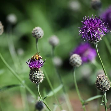 Artwork thumbnail, Gentle Bee by Tracy Engle