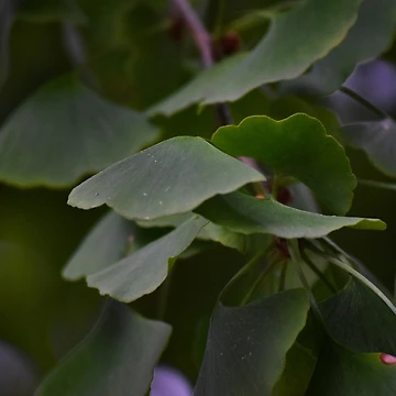 Artwork thumbnail, Gingko by Tracy Engle