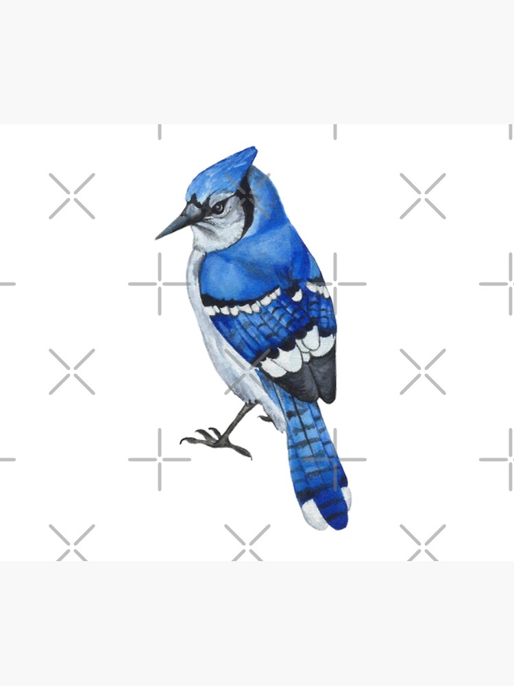 Blue jay T Shirt Designs Graphics & More Merch