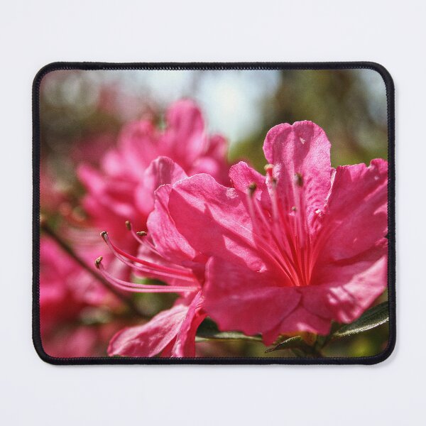 Item preview, Close Up of Warm Azaleas designed and sold by SarahEL17.