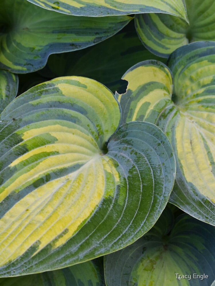 Thumbnail 4 of 4, Samsung Galaxy Phone Case, Hosta designed and sold by Reriginal.