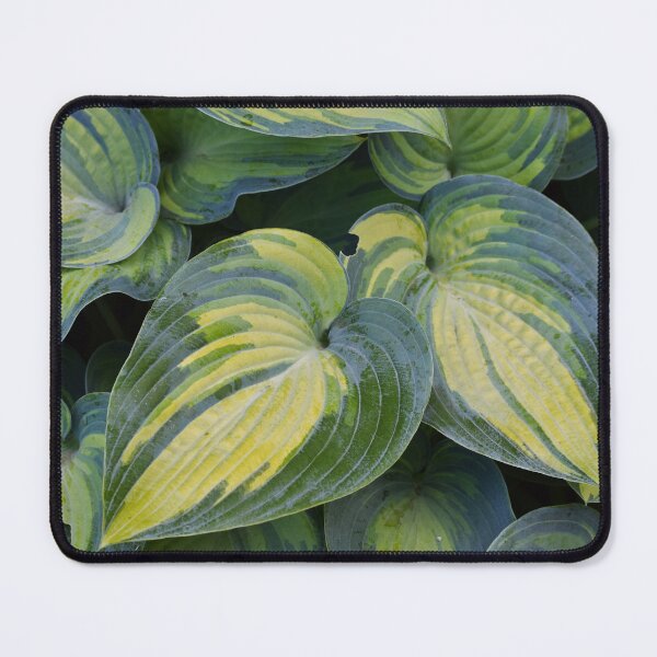 Artikelvorschau, Hosta entworfen und verkauft von Tracy Engle.