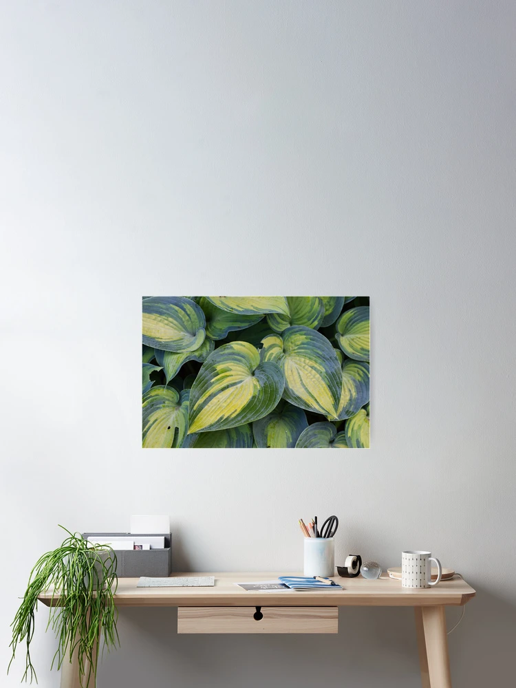 Thumbnail 2 of 3, Poster, Hosta designed and sold by Tracy Engle.