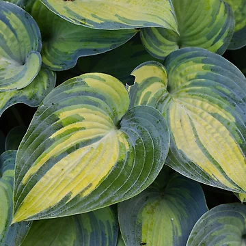 Artwork thumbnail, Hosta by Tracy Engle