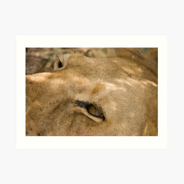 Lion's Eye Art Print
