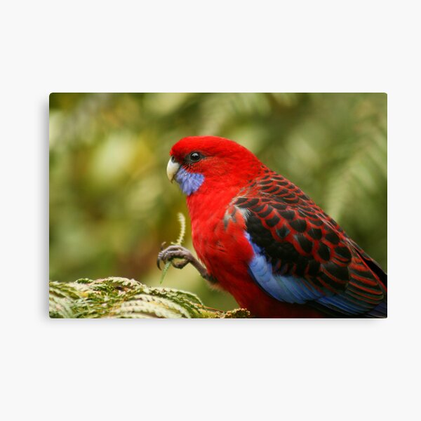 Crimson rosella Canvas Print
