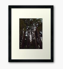 Tall Towering Redwoods Framed Print
