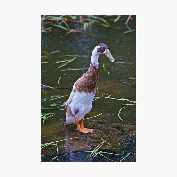 EXOTIC ~ WATERFOWL ~ Indian Runner Duck by David Irwin Photographic Print