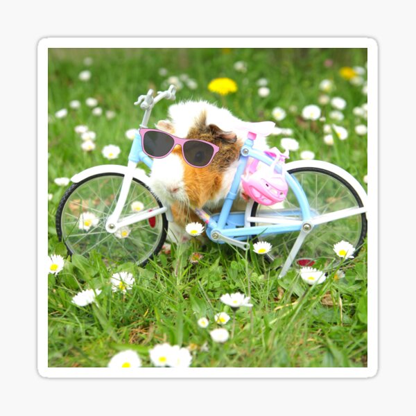 Cute Guinea Pig on Bicycle Sticker