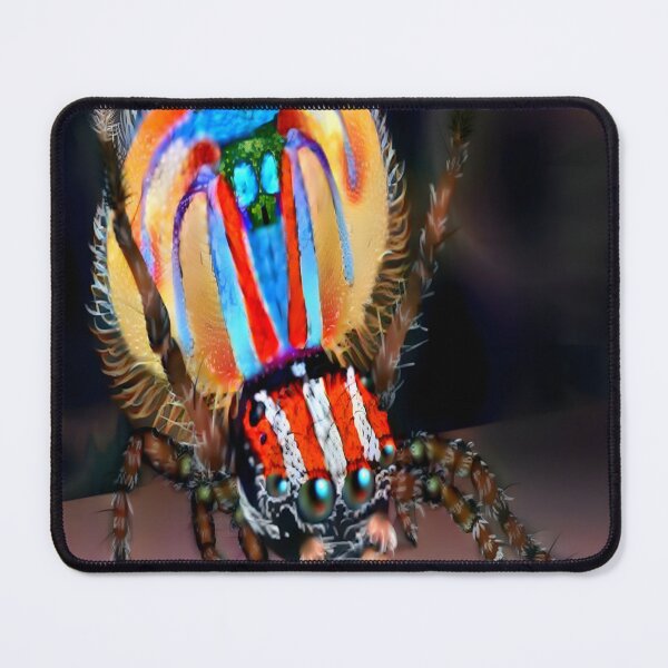 Item preview, Peacock Spider illustration premium design  designed and sold by truemoneyman.