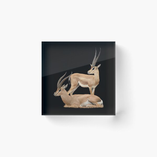 Item preview, Grant's gazelle - Gazelle, wildlife in Kenya / Africa designed and sold by TShirtsundMehr.