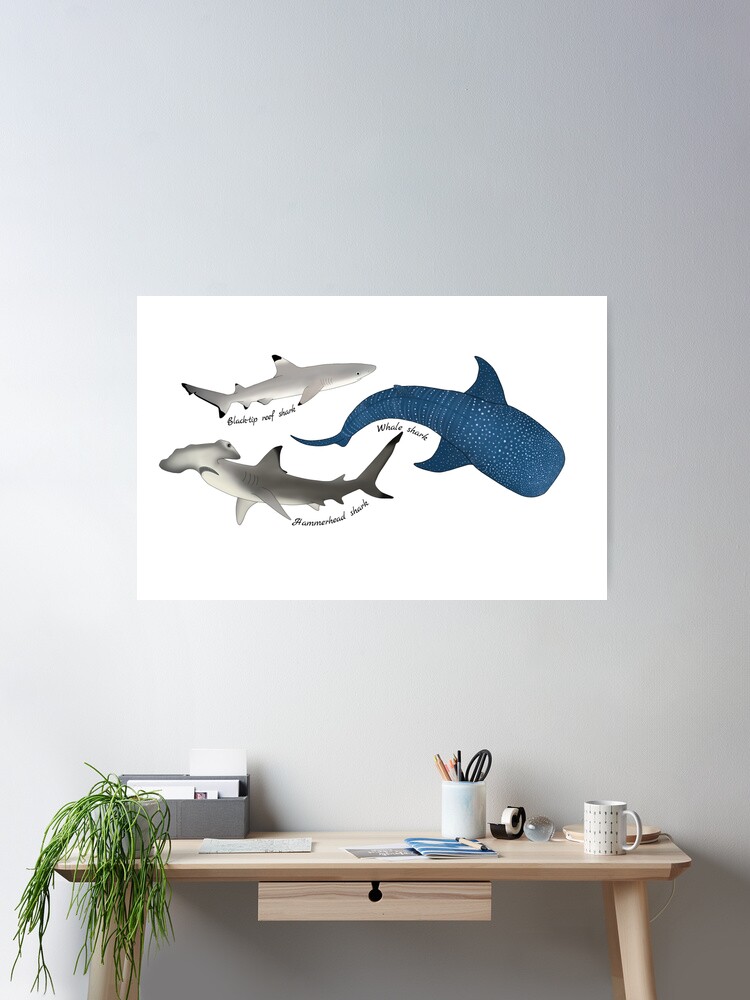 Shark Trio - Whale shark, hammerhead, and black-tip reef shark