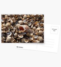Whitstable shells Postcards