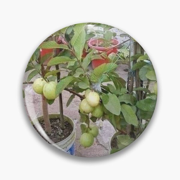 Item preview, Potted guava designed and sold by Saiamrita123.