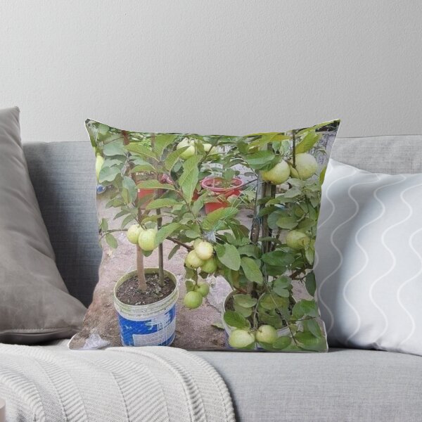 Item preview, Potted guava designed and sold by Saiamrita123.