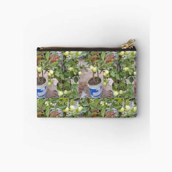 Item preview, Potted guava designed and sold by Saiamrita123.