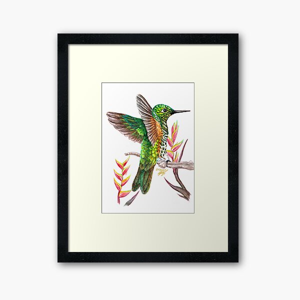 Rufous-Tailed Hummingbird Framed Art Print