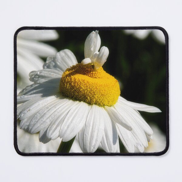 Item preview, Shasta Daisies designed and sold by Dorset Girl.