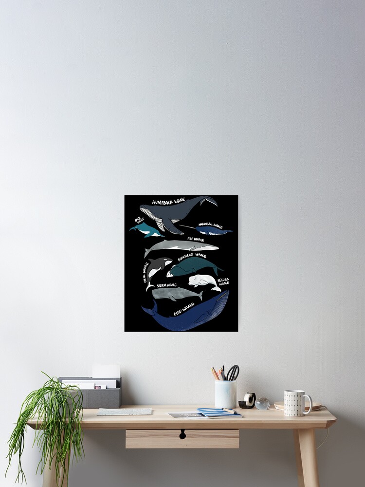 9 Types Of Whales Shirt - Whale Breeds Species - Whale Lover