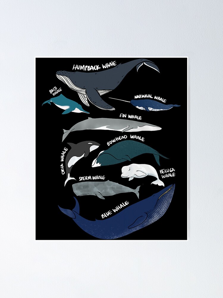 9 Types Of Whales Shirt - Whale Breeds Species - Whale Lover