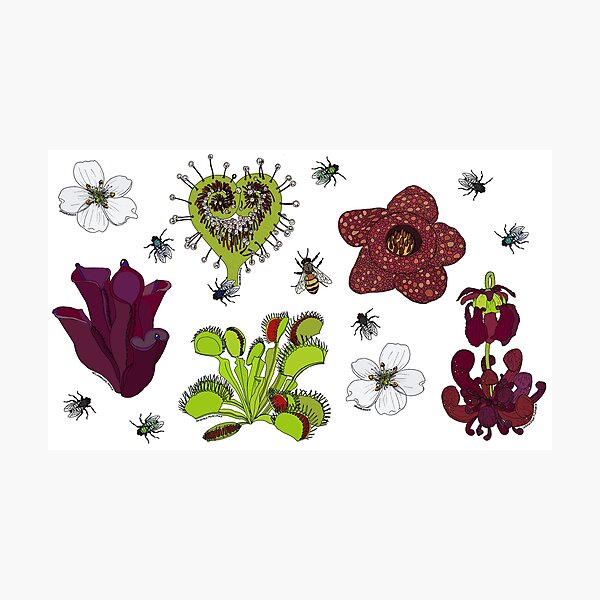 Insectivorous plants - scattered Photographic Print