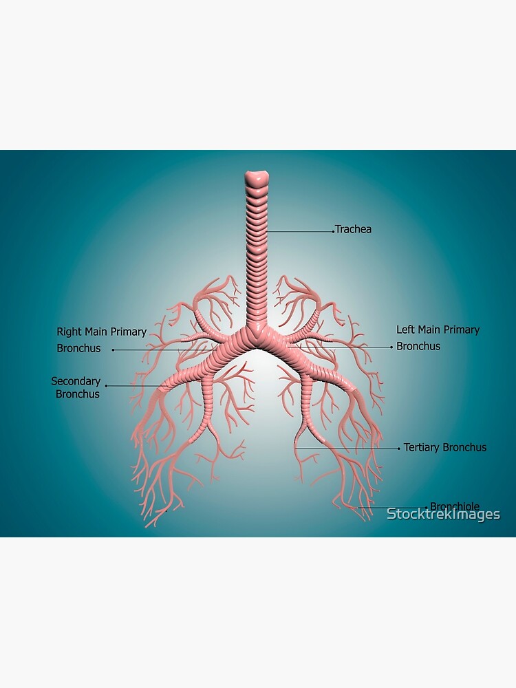 anatomy-of-the-bronchus-and-bronchial-tubes-metal-print-by