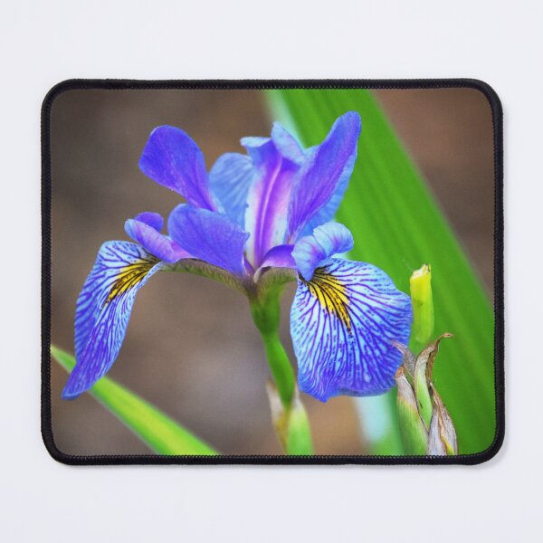 Aperçu de l'œuvre Bleu Iris créée et vendue par Tracy Engle.