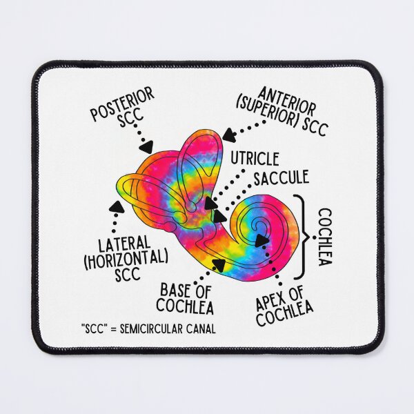Item preview, Inner Ear - Rainbow Vestibular and Cochlear Labyrinth designed and sold by Hear4theEars.