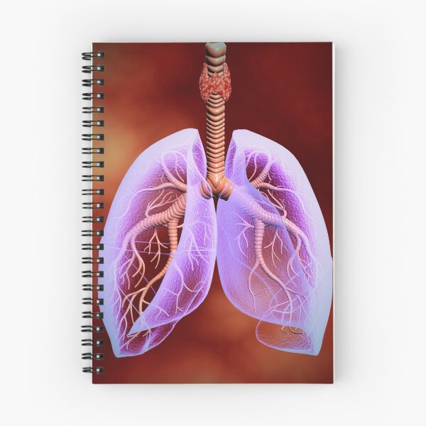 Item preview, STK700334H-Illustration of trachea with lungs, transparency look. designed and sold by StocktrekImages.