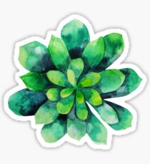 Green watercolor succulent Sticker