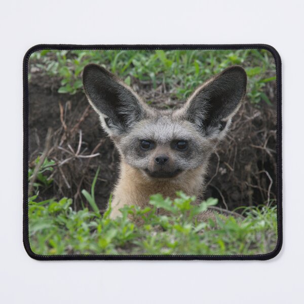 Item preview, Bat-Eared Fox in a Hole designed and sold by Alon-Cassidy.
