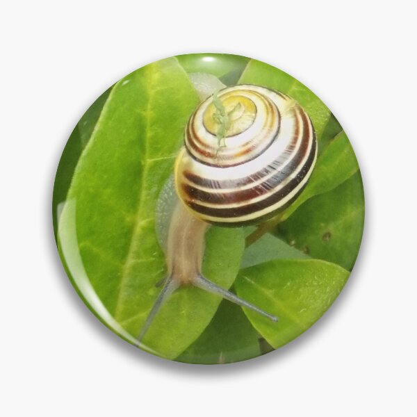 Item preview, Snail on leaves designed and sold by Photos-by-Eddie.