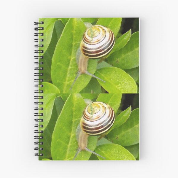 Item preview, Snail on leaves designed and sold by Photos-by-Eddie.