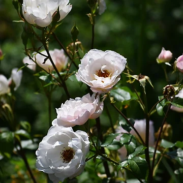 Artwork thumbnail, Little Roses by Tracy Engle