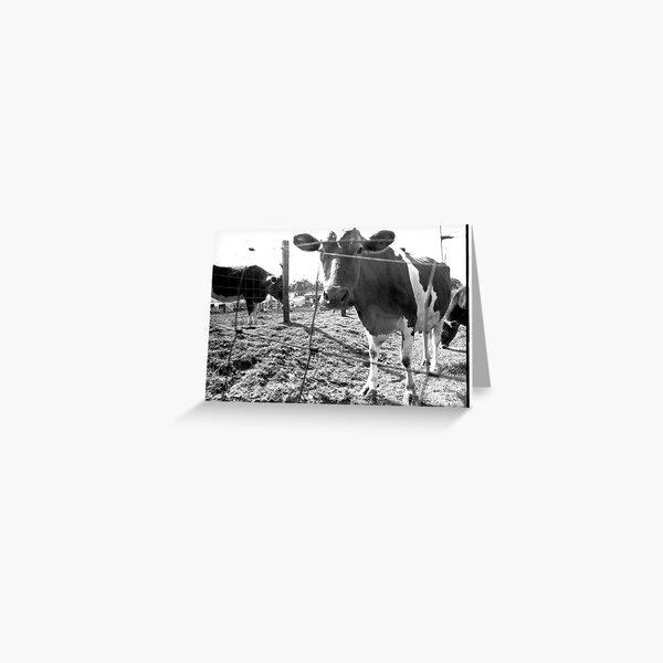 Cow Greeting Card