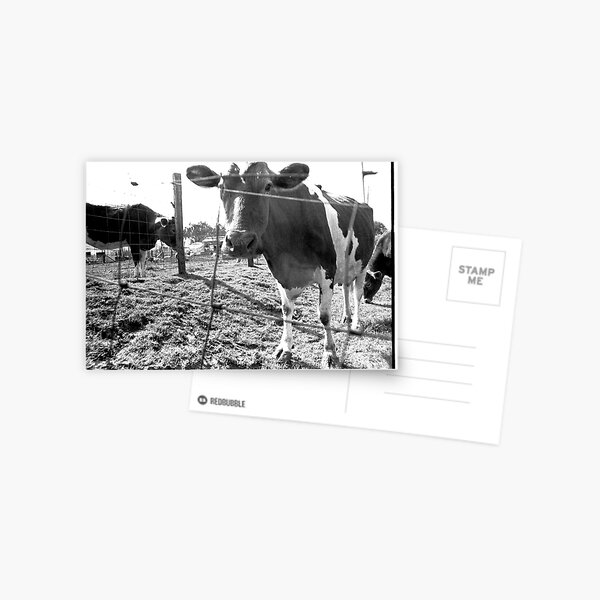 Cow Postcard