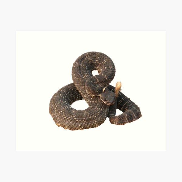 Most Venomous Snakes Art Prints for Sale | Redbubble Most Venomous Snakes Art Prints for Sale | Redbubble