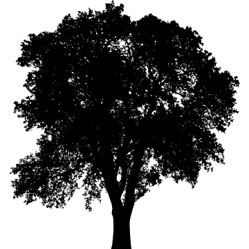 Artwork thumbnail, Tree by JackMus