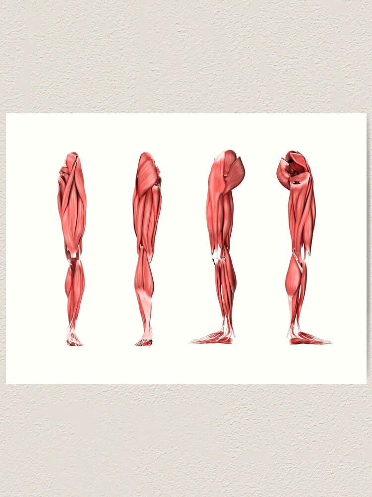 Medical illustration of human leg muscles, four side views. Art