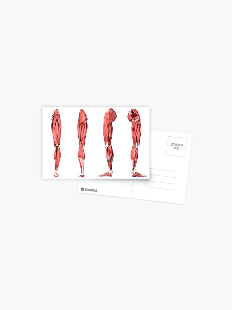 Medical illustration of human leg muscles, four side views Solid-Faced  Canvas Print