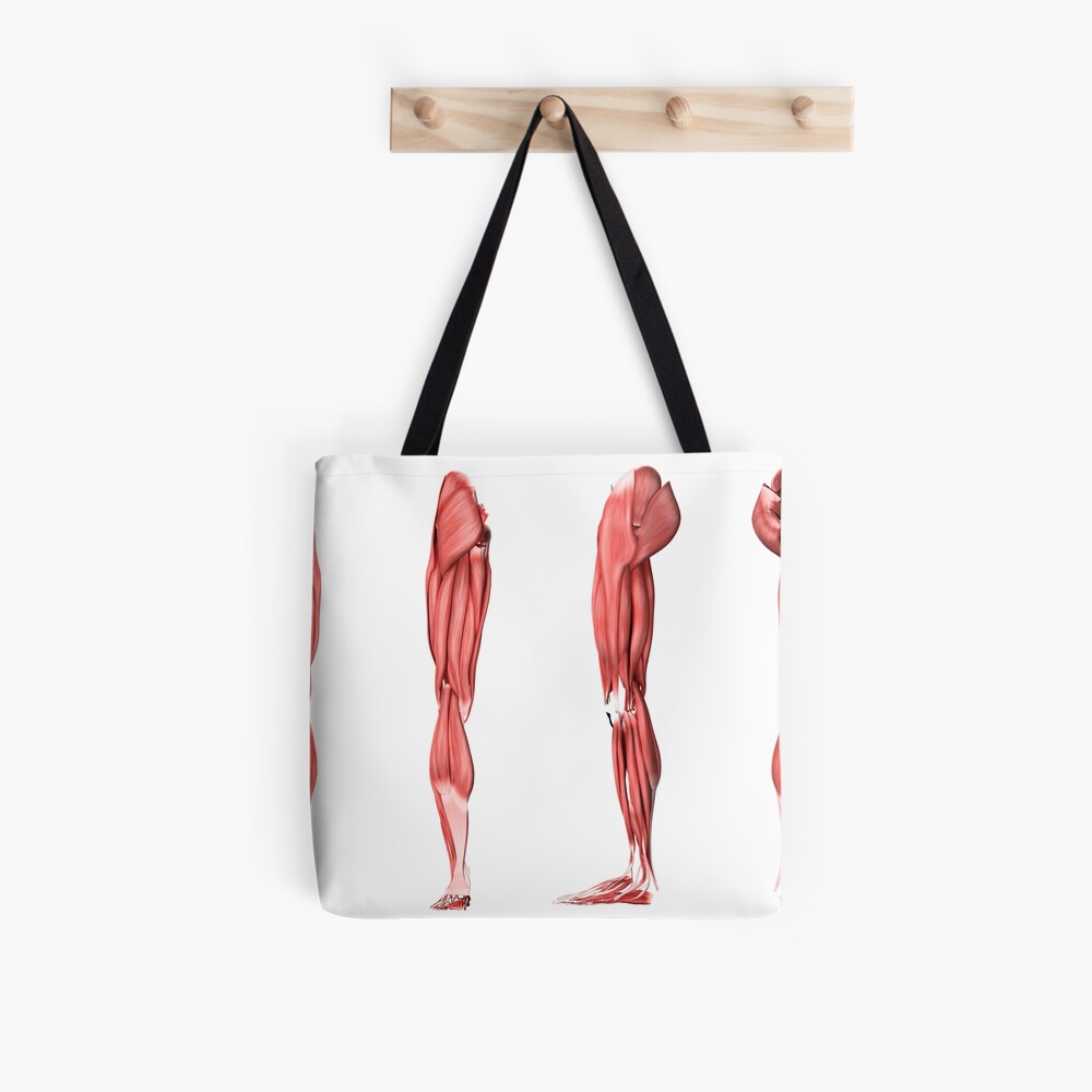 Medical illustration of human leg muscles, four side views Solid-Faced  Canvas Print