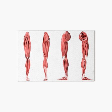 Medical illustration of human leg muscles, four side views Solid-Faced  Canvas Print